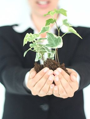 Plant Presentation 